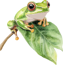 Illustration of a tree frog perched on a leaf