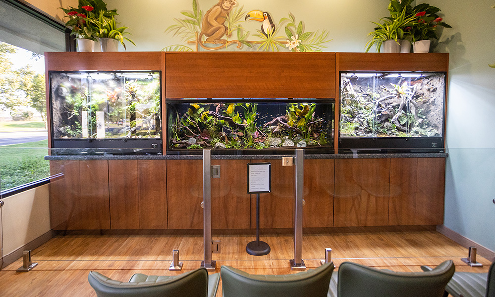 Reception area of Purdy Pediatric Dentistry with paper cutouts on the wall of vines and jungle animals